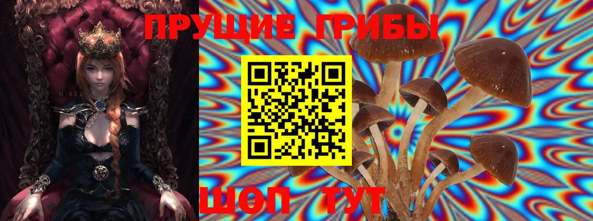 Новозыбков  Псилоцибиновые грибы Psilocybe  Псилоцибиновые грибы мицелий  Вход с VPN 